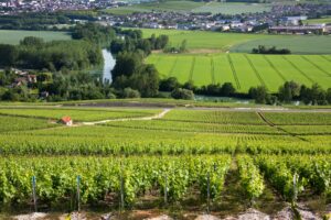 Vineyards and the River Marne at Hautvillers - France