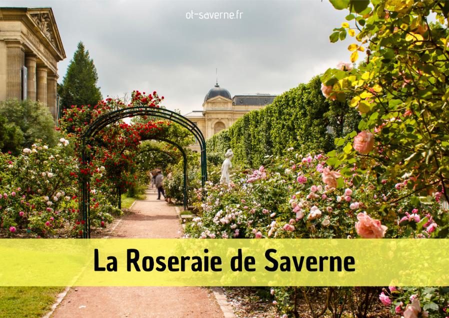 fleur roseraie saverne