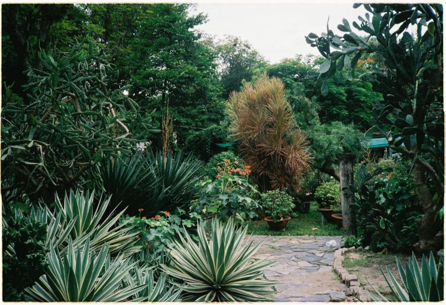 jardin botanique col saverne plante