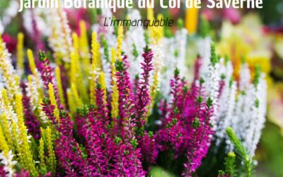 Jardin Botanique du Col de Saverne : un havre de paix et de nature