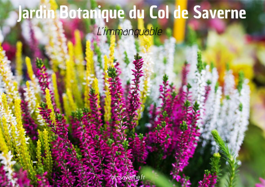 Jardin Botanique du Col de Saverne : un havre de paix et de nature