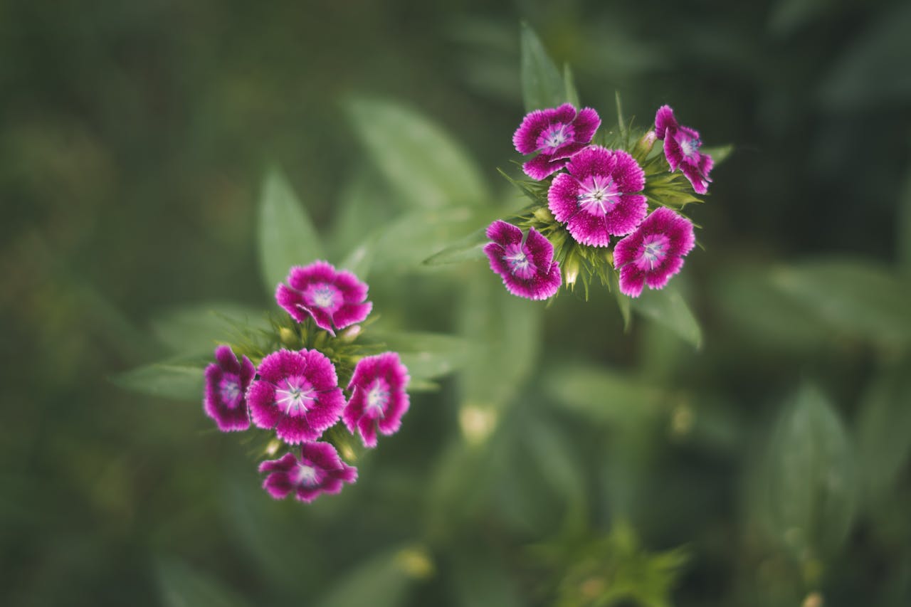 plante jardin remparts saverne